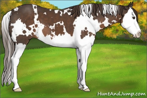 Horse Color:White Spotted Liver Chestnut Splash 