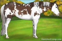 Horse Color:White Spotted Liver Chestnut Splash