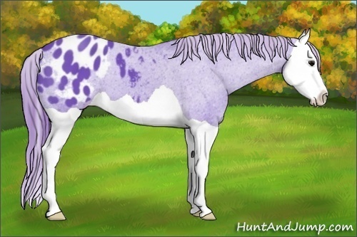 Horse Color:Watercolor Black Splash Appaloosa 