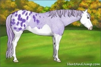 Horse Color:Watercolor Black Splash Appaloosa 