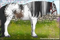 Horse Color:White Spotted Buckskin 