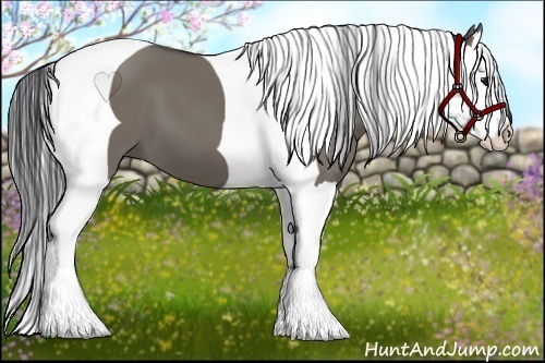 Horse Color:Grullo Splash Tobiano 