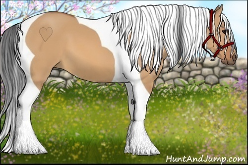 Horse Color:Bay Dun Tobiano 