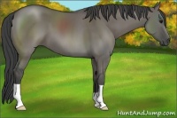 Horse Color:Smoky Grullo