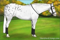 Horse Color:Silver Black Chinchilla Appaloosa Rabicano