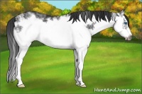 Horse Color:Black Ice Splash Frame 