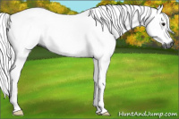 Horse Color:Gray Bay Dun