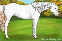 Horse Color:Buckskin Dun Splash Appaloosa 