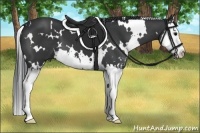 Horse Color:White Spotted Black Sabino Splash