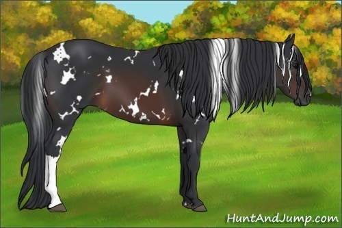 Horse Color:White Spotted Brown 
