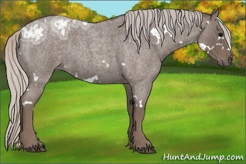 Horse Color:White Spotted Silver Blue Ice Roan