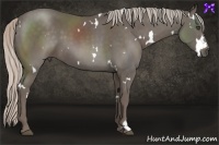 Horse Color:White Spotted Silver Black 