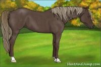 Horse Color:Liver Red Roan 