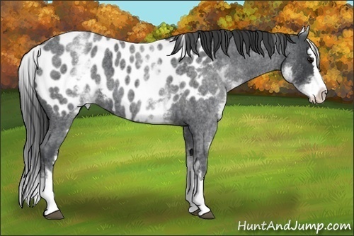 Horse Color:White Spotted Blue Roan Splash Appaloosa 