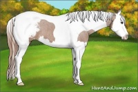 Horse Color:Chestnut Splash Tobiano Appaloosa 