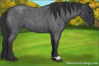 Horse Color:Blue Roan 