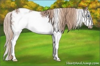Horse Color:White Spotted Chestnut Ice Sabino Splash Frame 