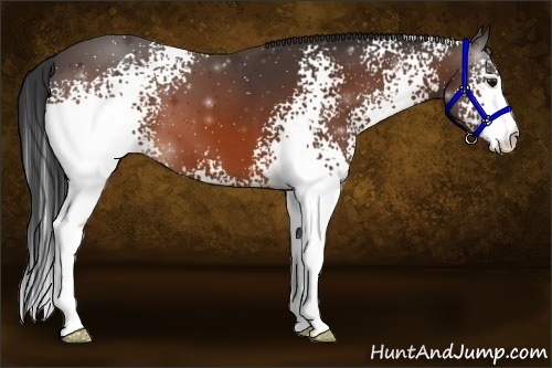 Horse Color:White Spotted Bay 
