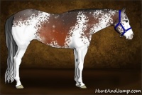 Horse Color:White Spotted Bay 