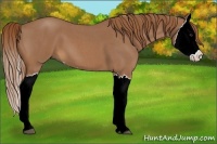 Horse Color:Red Roan Splash 
