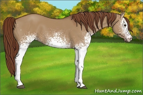 Horse Color:White Spotted Red Dun 