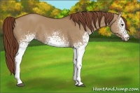 Horse Color:White Spotted Red Dun