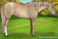 Horse Color:Liver Chestnut Pearl