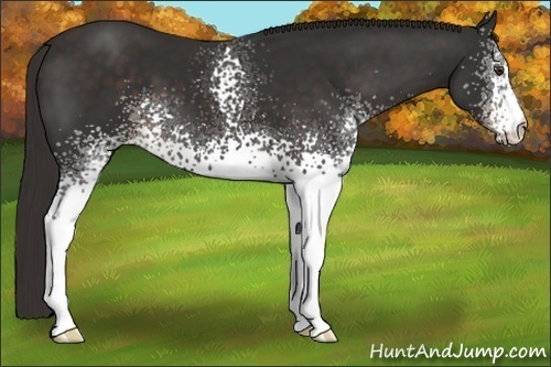 Horse Color:White Spotted Liver Chestnut 