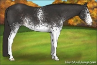 Horse Color:White Spotted Liver Chestnut 