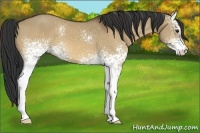 Horse Color:White Spotted Bay Dun