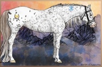 Horse Color:Liver Chestnut Appaloosa