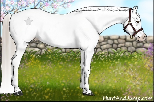 Horse Color:Chocolate Palomino Blanket
