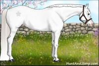 Horse Color:Chocolate Palomino Appaloosa 