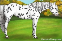 Horse Color:Smoky Black Near Leopard