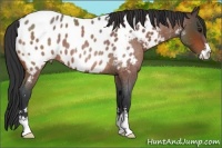 Horse Color:Bay Roan Sabino Appaloosa 