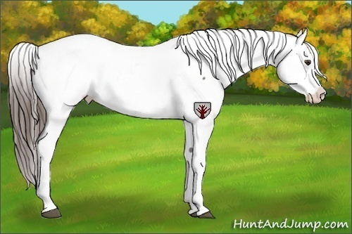 Horse Color:Liver Chestnut Snowcap 