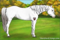 Horse Color:Liver Chestnut Snowcap 