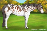 Horse Color:White Spotted Bay Appaloosa