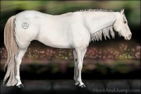 Horse Color:Liver Chestnut Pearl Appaloosa 