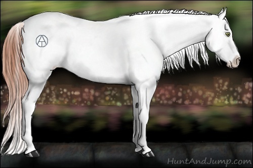 Horse Color:Amber Champagne Roan Appaloosa Rabicano 