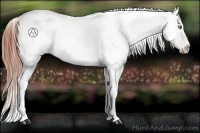 Horse Color:Amber Champagne Roan Appaloosa Rabicano 