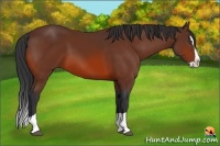 Horse Color:Bay Splash 
