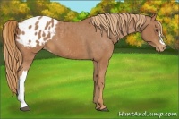 Horse Color:Chestnut Appaloosa 