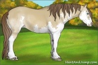 Horse Color:Liver Red Dun Splash 