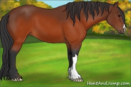 Horse Color:Brown 