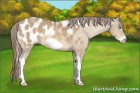 Horse Color:Amber Cream Champagne Tobiano Frame Appaloosa 