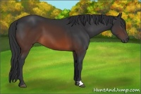 Horse Color:Brown 