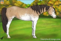 Horse Color:White Spotted Sable Champagne 