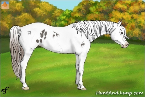 Horse Color:Smoky Grullo Tobiano Appaloosa 