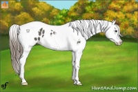 Horse Color:Smoky Grullo Tobiano Blanket 